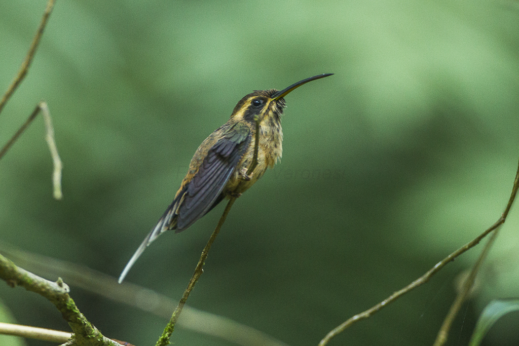 A Long-tailed Hermit hummingbird perched on a slender branch.