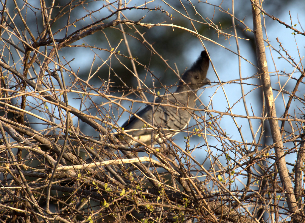 A Grey Go-away-bird with a pointed crest is perched amidst thorny branches.