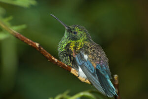 A hummingbird with iridescent green and blue feathers perched on a branch.