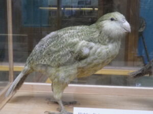 A Kākāpō, a large, flightless parrot, is seen with its distinctive greenish-yellow feathers.