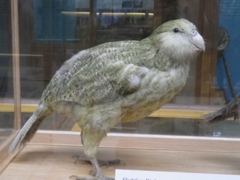 A Kākāpō, a large, flightless parrot, is seen with its distinctive greenish-yellow feathers.