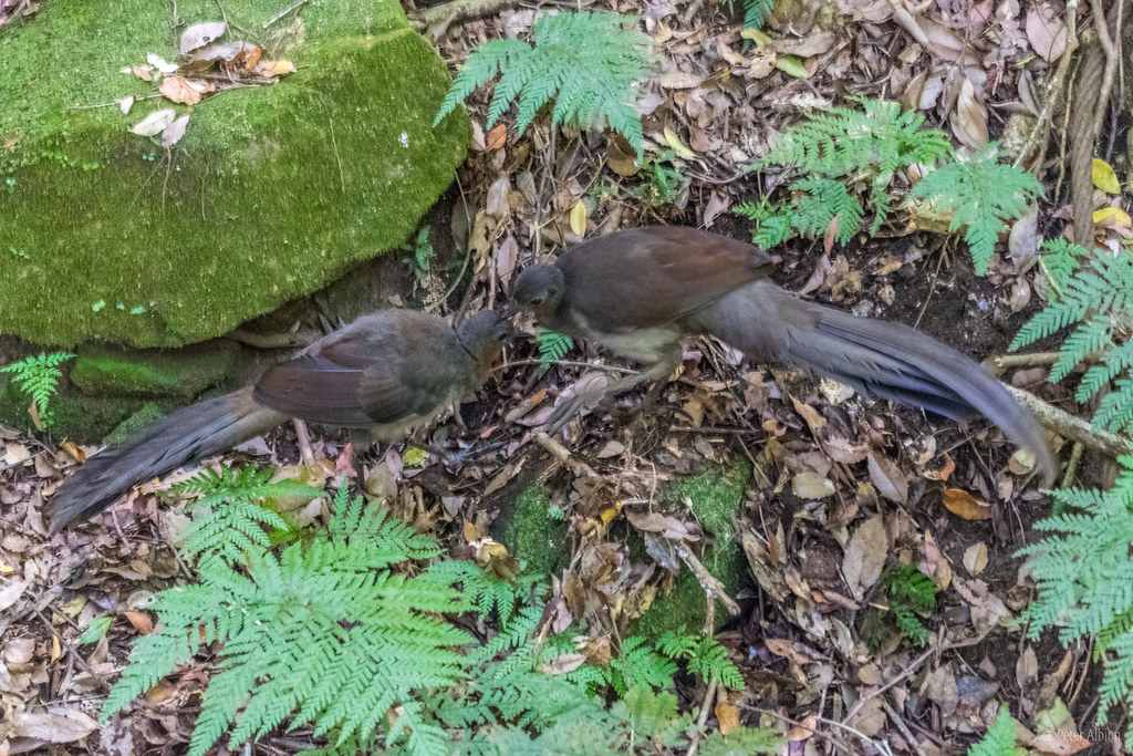 Two Lyrebirds are foraging amongst ferns and fallen leaves on the forest floor.