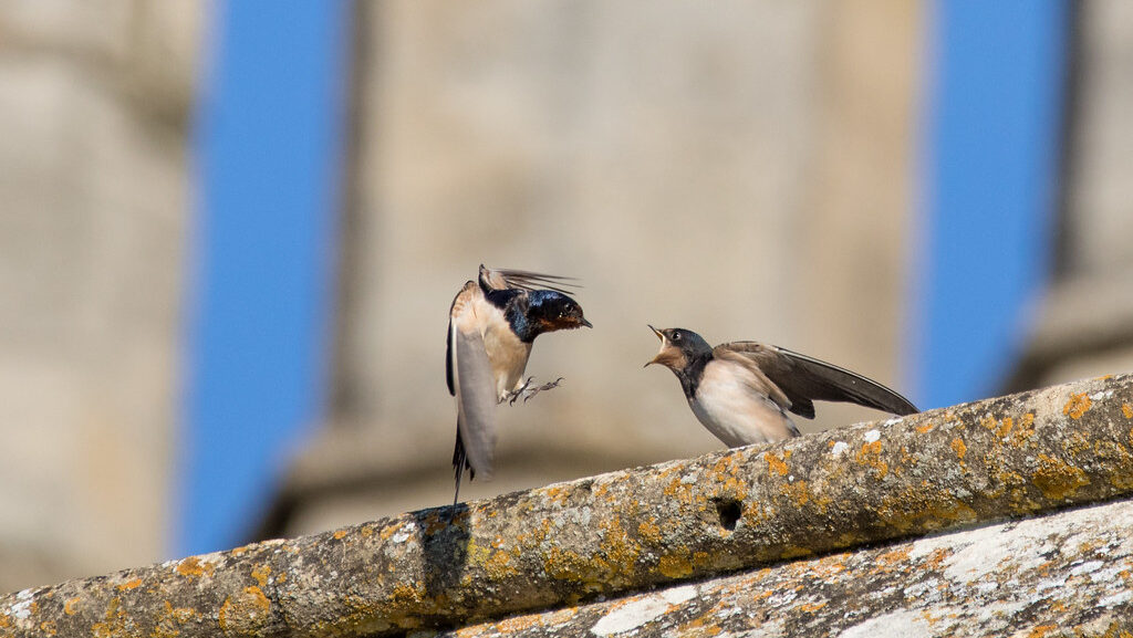 Swallow in mid-flight feeding a juvenile bird