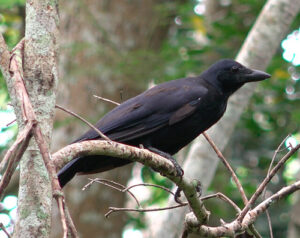 A New Caledonian crow perches on a branch.