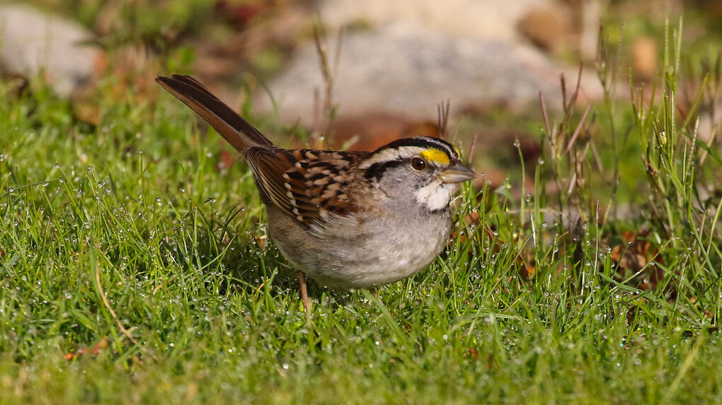 White-throated Sparrow standing on dew-covered grass
