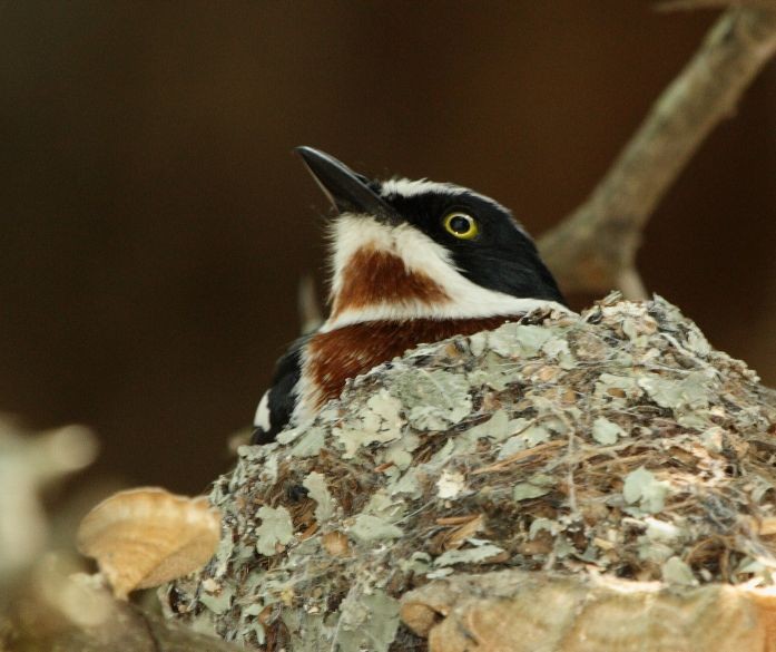 A Chinspot Batis chick looks out from its camouflaged nest.