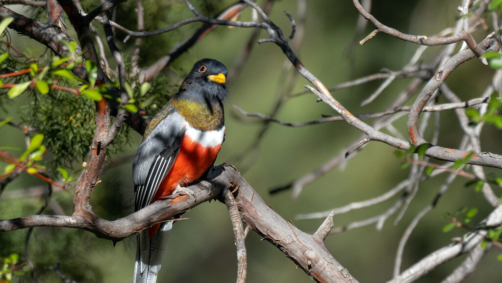 Elegant Trogon bird resting calmly on a branch