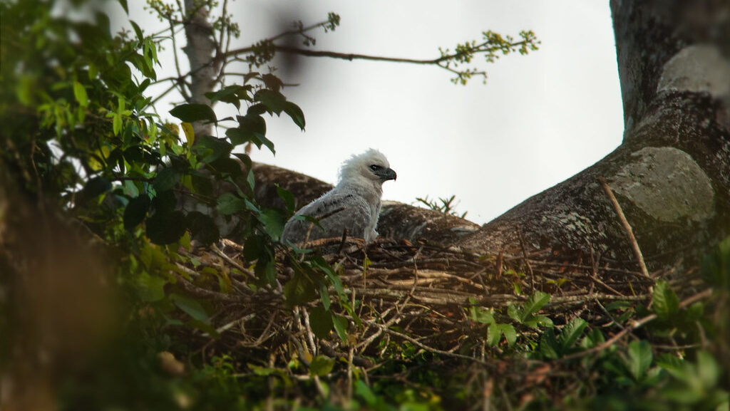 Harpy eagle chick sitting in a nest on top of a tree