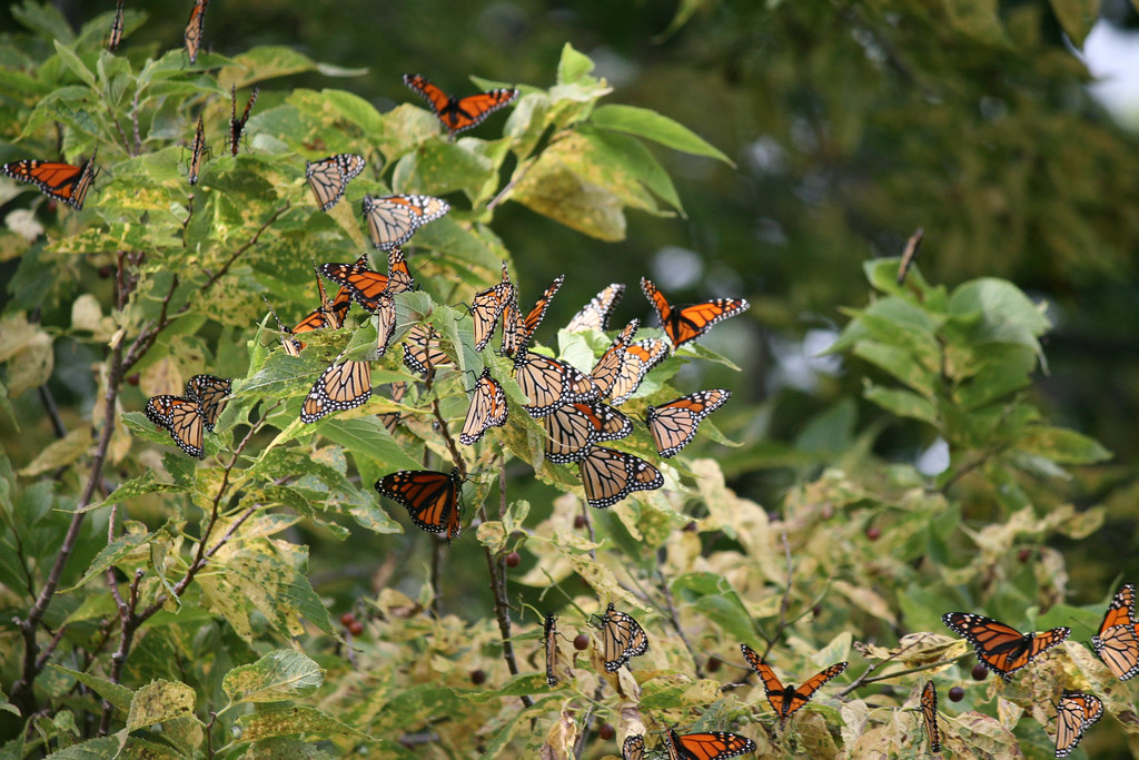 Many Monarch butterflies are clustered on a leafy branch.