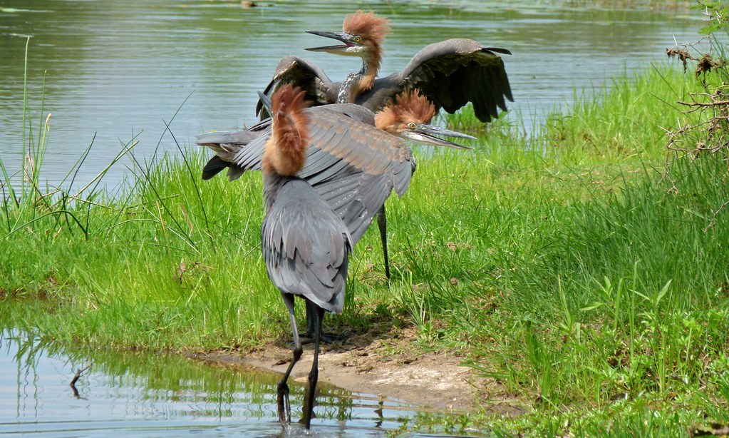 Two Goliath Herons stand near water, one with wings slightly open.