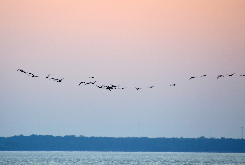 Lots of lines of birds were following the river going south.