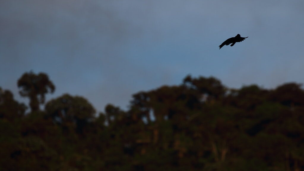 Silhouette of Long-wattled Umbrellabird flying over tropical forest canopy