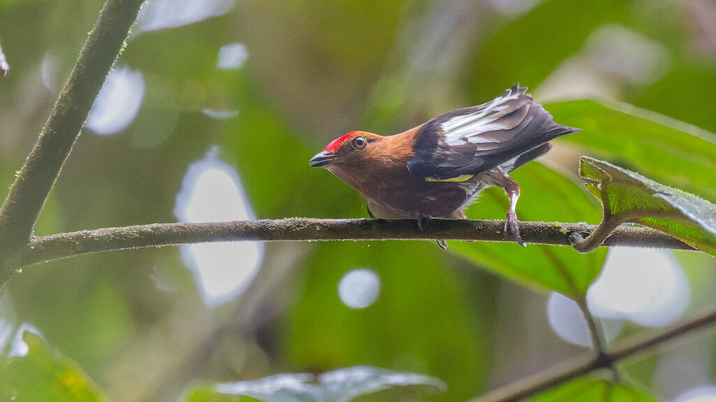 Club-winged Manakin in a low crouched stance, calling out during mating display