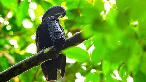 Long-wattled Umbrellabird perched on branch, hidden among foliage