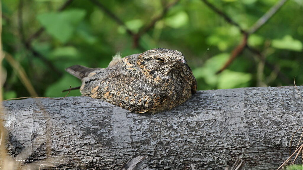 Nightjar resting on a log with eyes partially closed, blending into the bark.