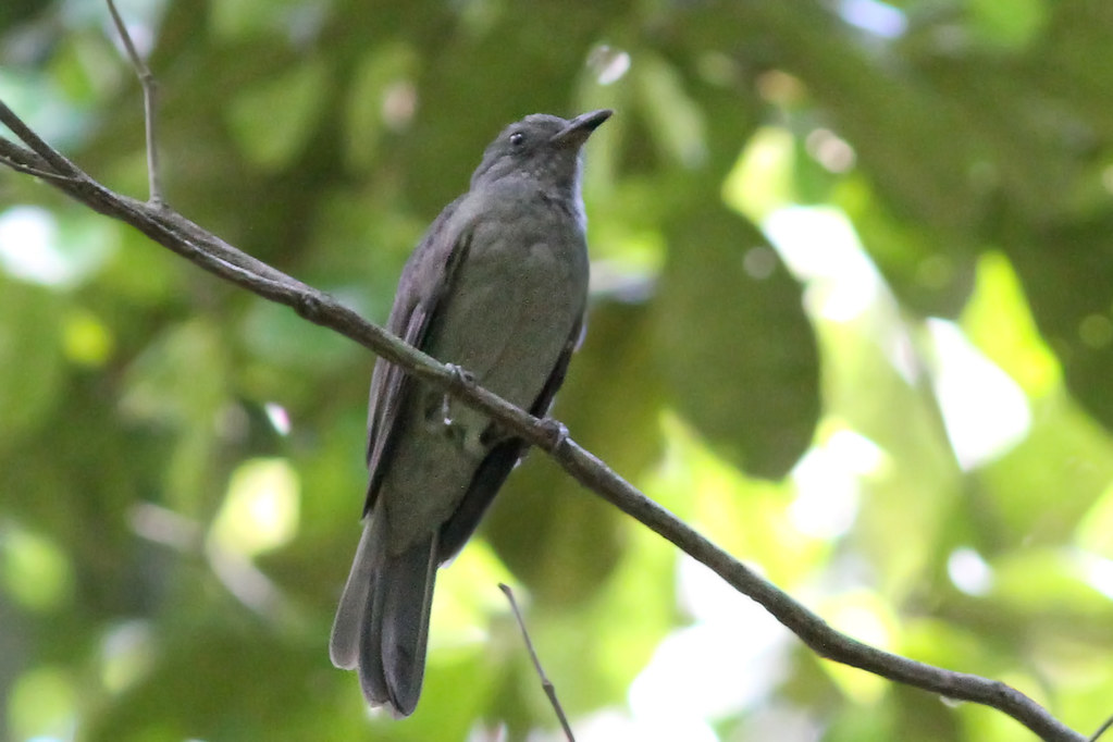 A gray Dusky Piha perches on a thin branch.