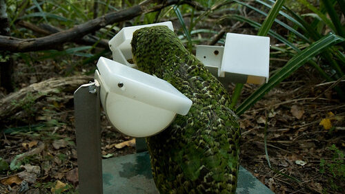 kakapo eating at a feeding station