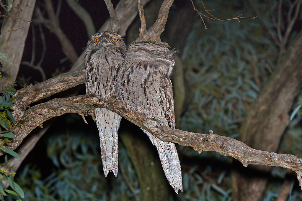 Two tawny frogmouths with patterned feathers perch on a branch at night.
