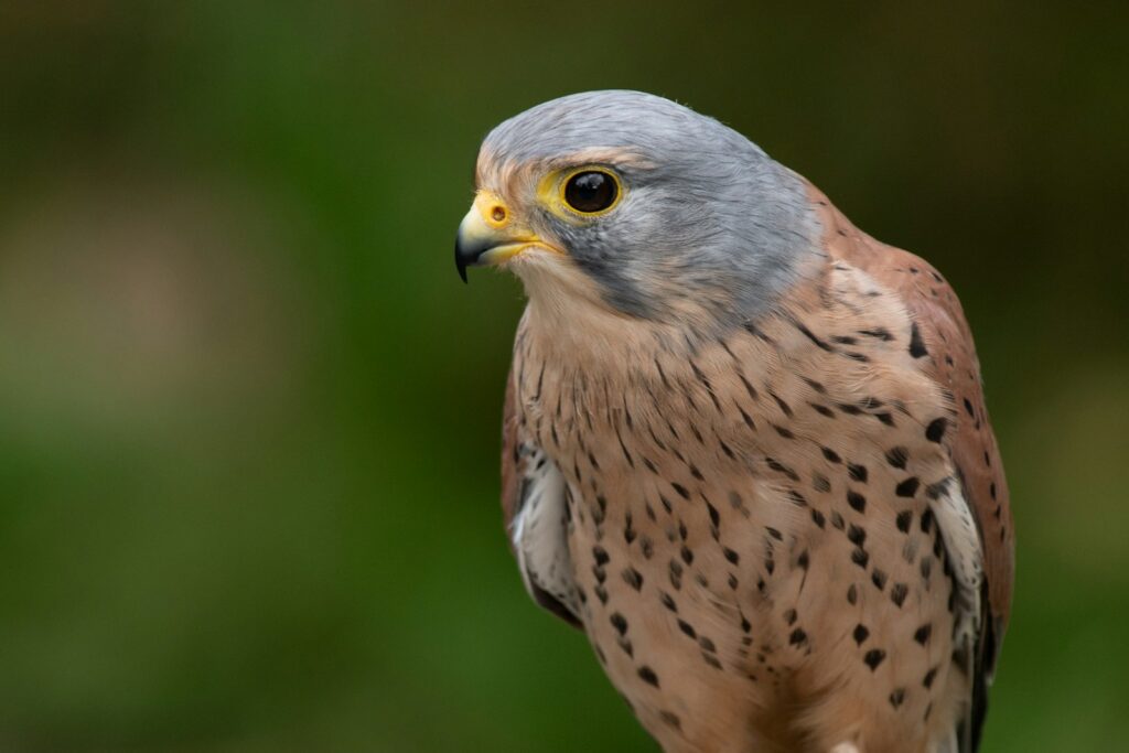 A falcon with grey and brown spotted plumage.