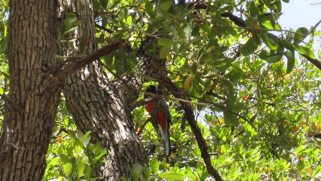 Elegant Trogon partially hidden among dense foliage and tree branches