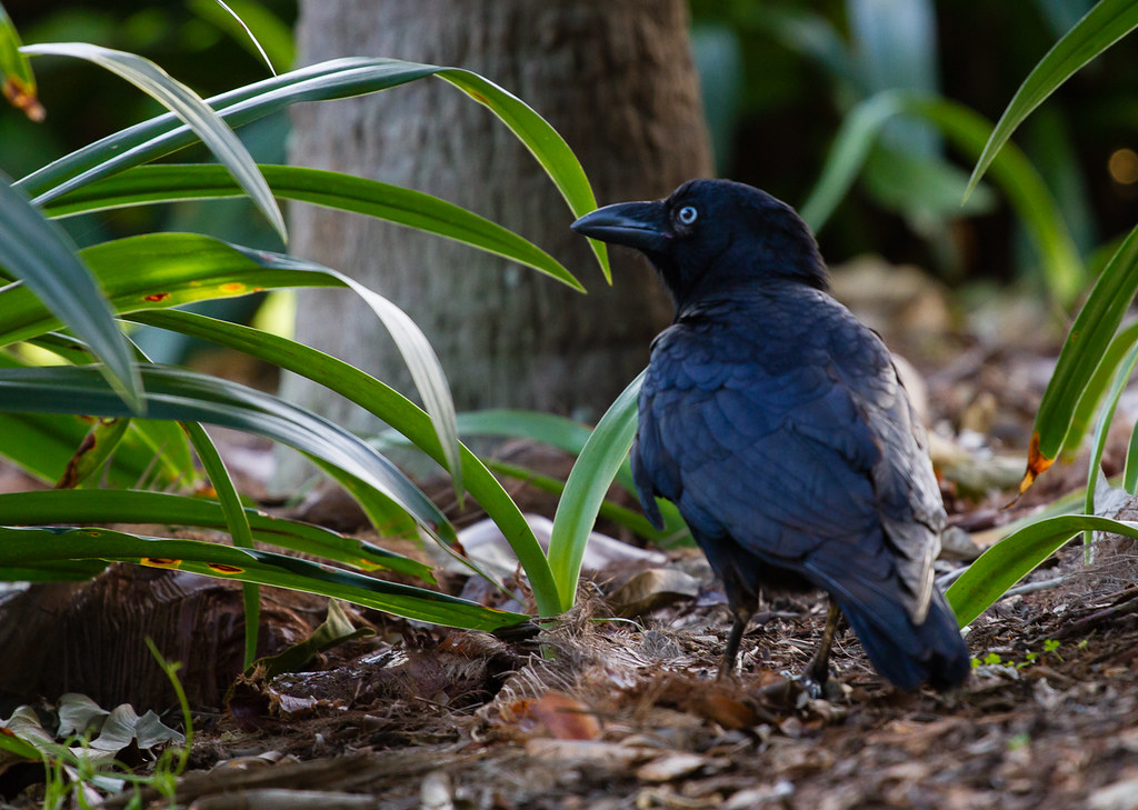 A raven stands amongst green foliage.