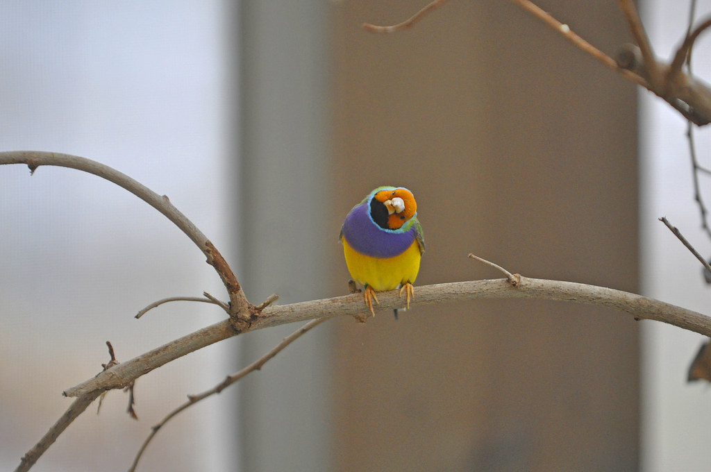 A Gouldian finch with an orange face and colorful body perches on a twig.