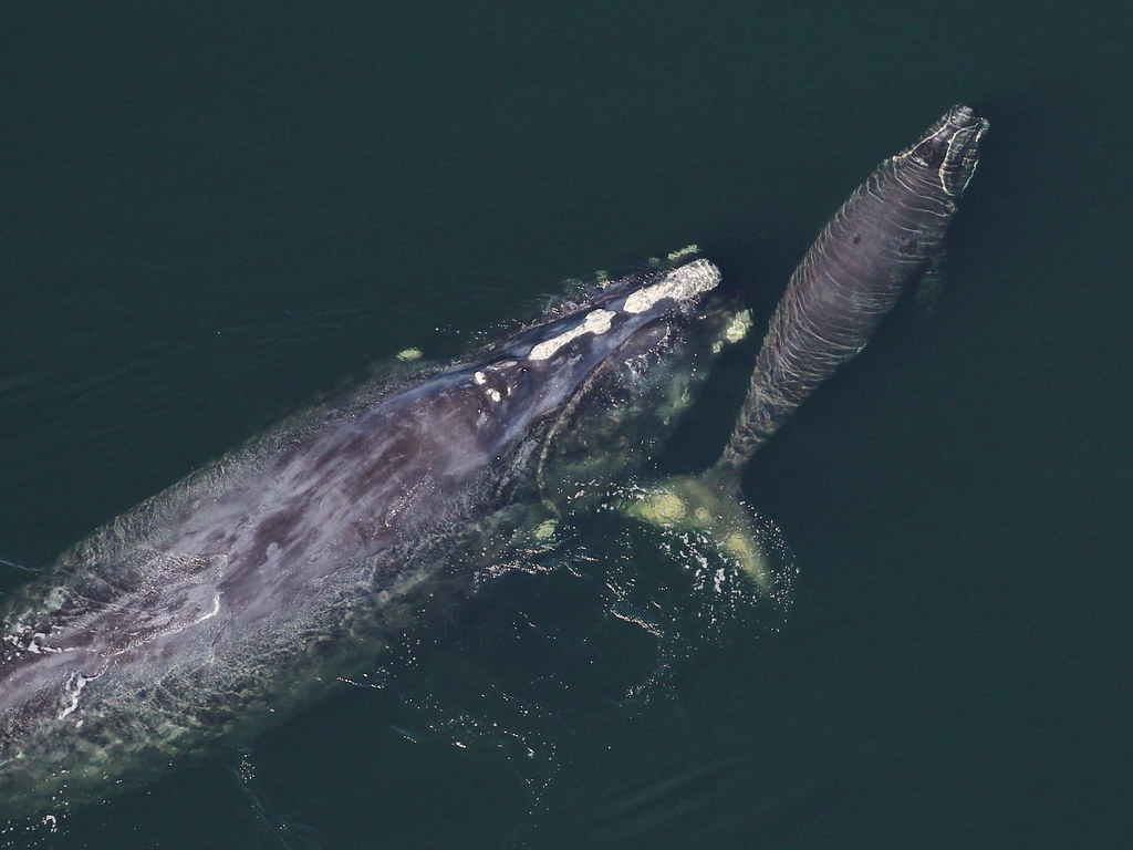 An aerial view shows a North Atlantic Right Whale swimming in dark water.