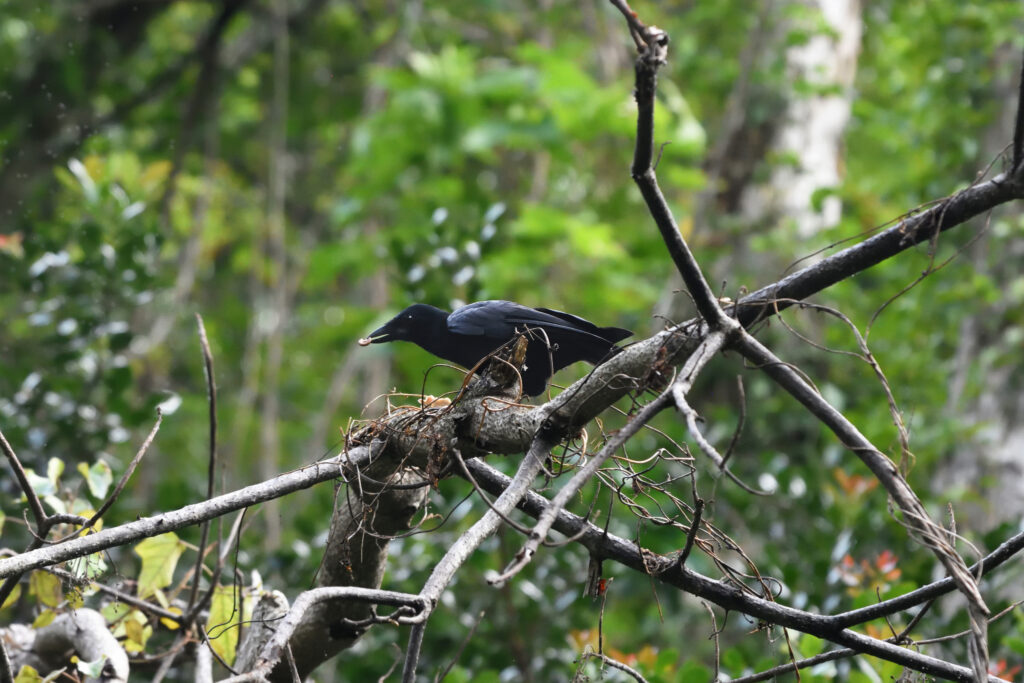 A New Caledonian crow with black plumage is perched on a branch.