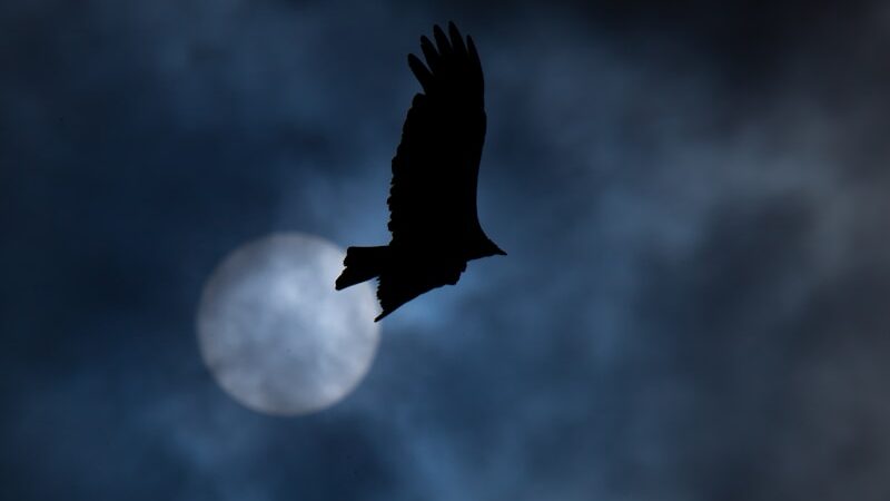 Bird flying across the sky with the moon visible in the background