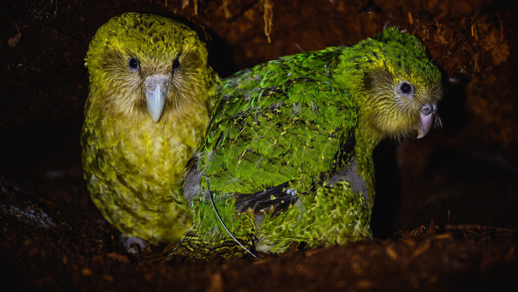 Pair of Kakapos resting inside a nest cavity in their natural habitat