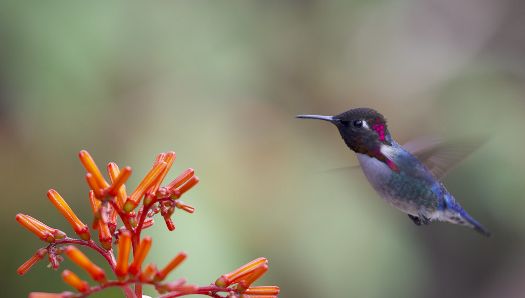 A Bee Hummingbird perches on a thin branch.