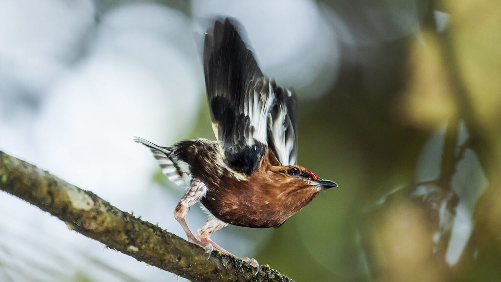 Club-winged Manakin flapping wings rapidly to produce mating call in forest habitat