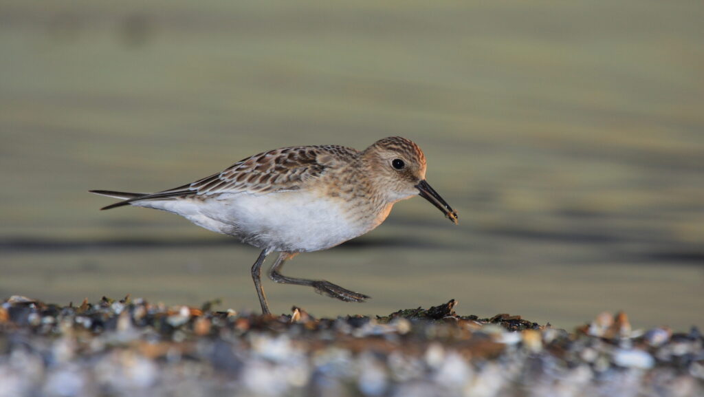 Baird's Sandpiper foraging for food on wet terrain