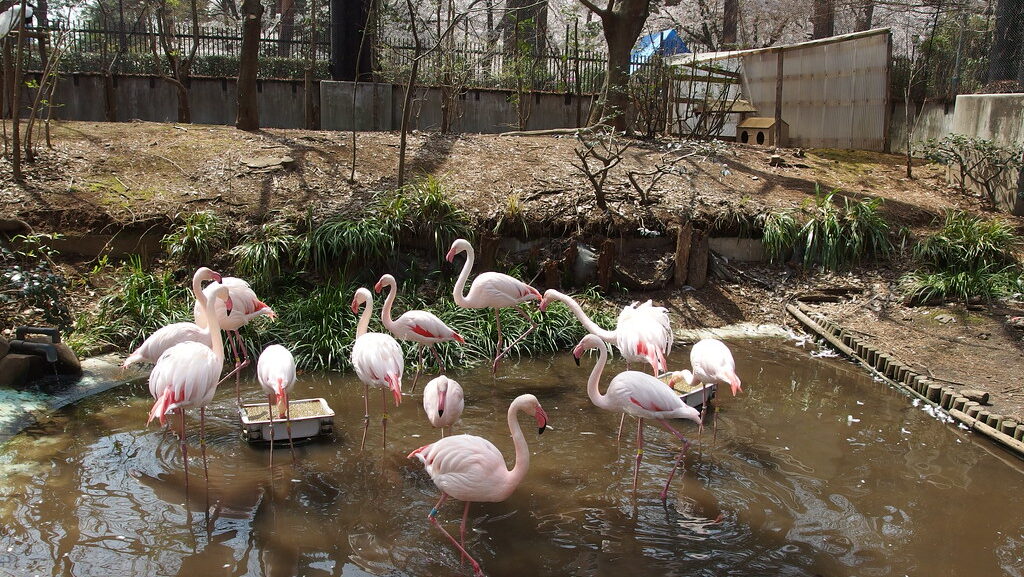 Group of flamingos standing together inside a zoo enclosure