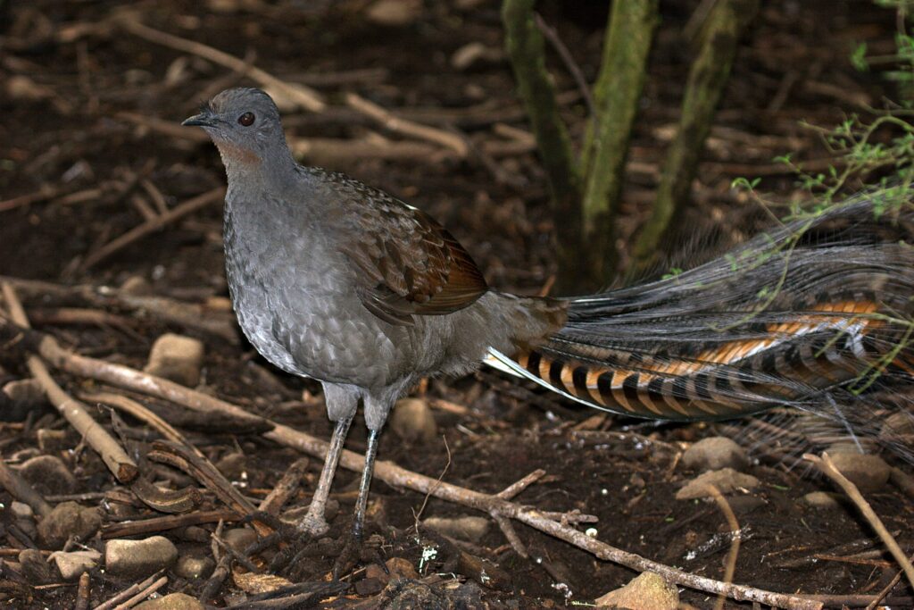 A Great Argus displays its ornate and patterned plumage.