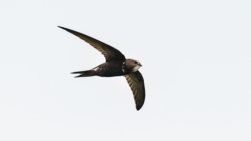 Common Swift gliding against a bright white sky