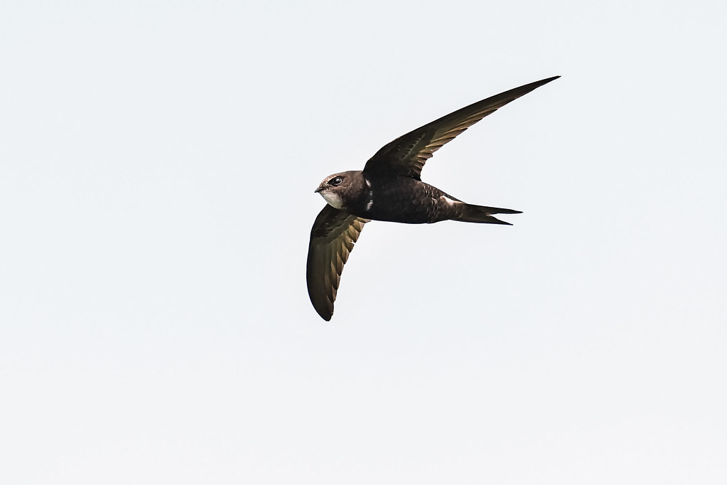 A Common swift with dark plumage soars against a light sky.