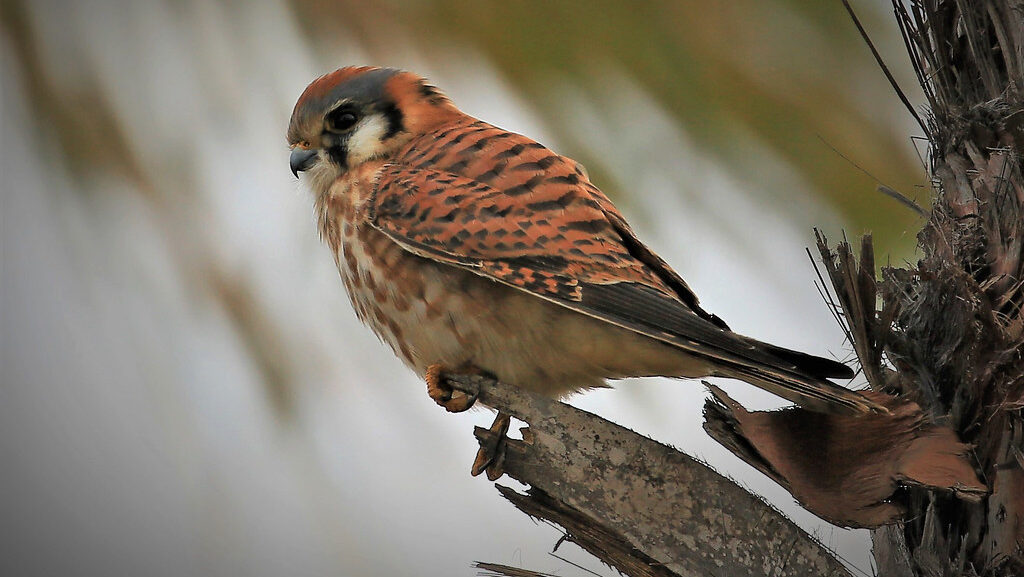 A male American kestrel perches on a branch, showcasing its vibrant orange plumage.