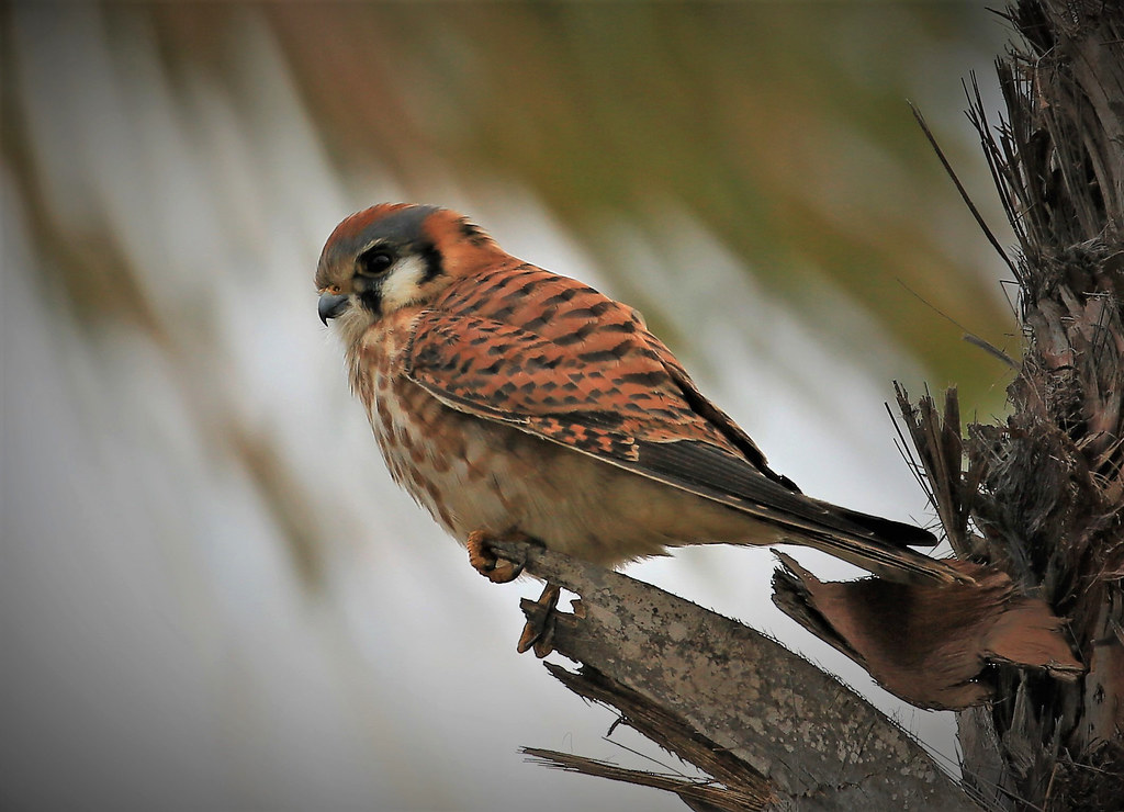 A male American kestrel perches on a branch, showcasing its vibrant orange plumage.