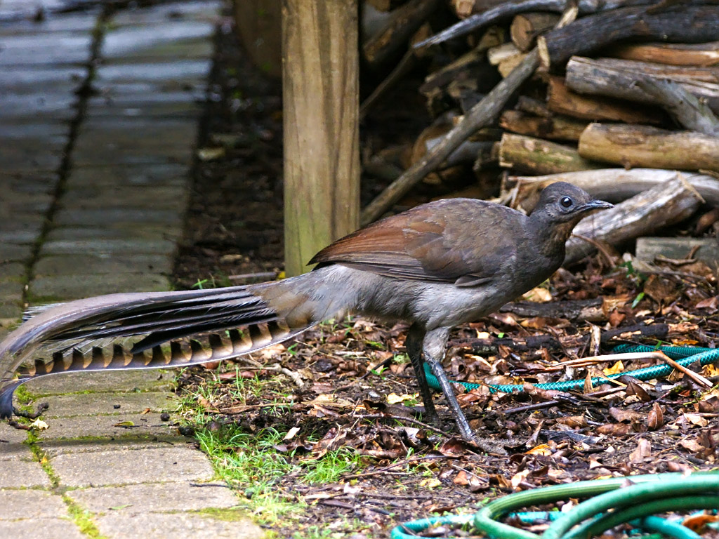 A Superb Lyrebird walks on leaf-covered ground near a paved area.
