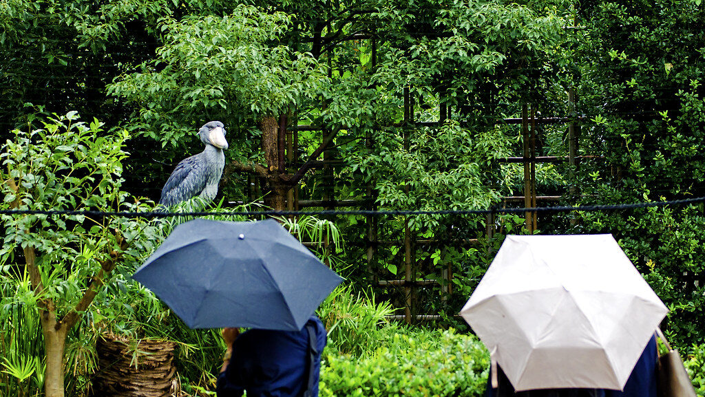 Visitors observing a shoebill stork from a distance in a zoo enclosure