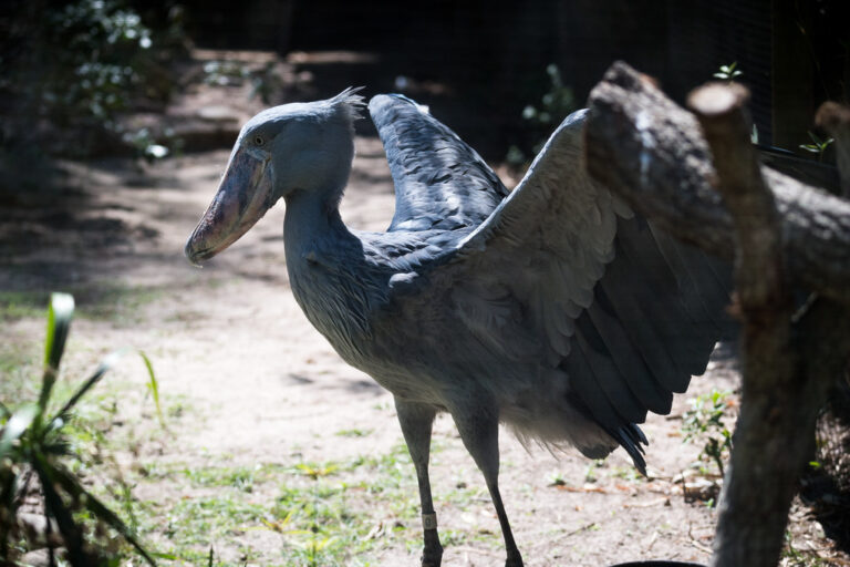 Why The Shoebill Is Nature s Most Intimidating Bird Bird life
