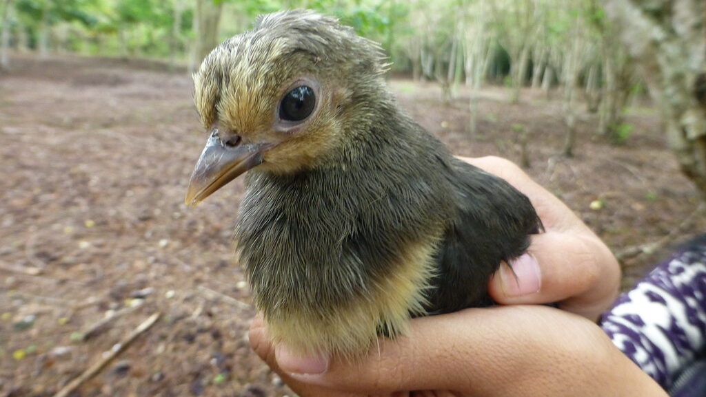 Maleo bird chick gently held in a human hand