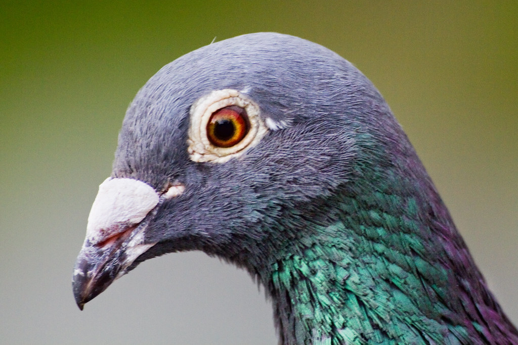 A pigeon is shown in a close-up shot.
