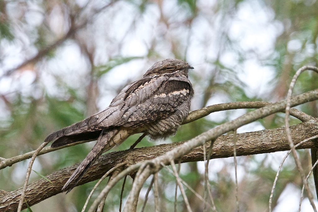 A nightjar with mottled gray and brown plumage perches on a tree branch.