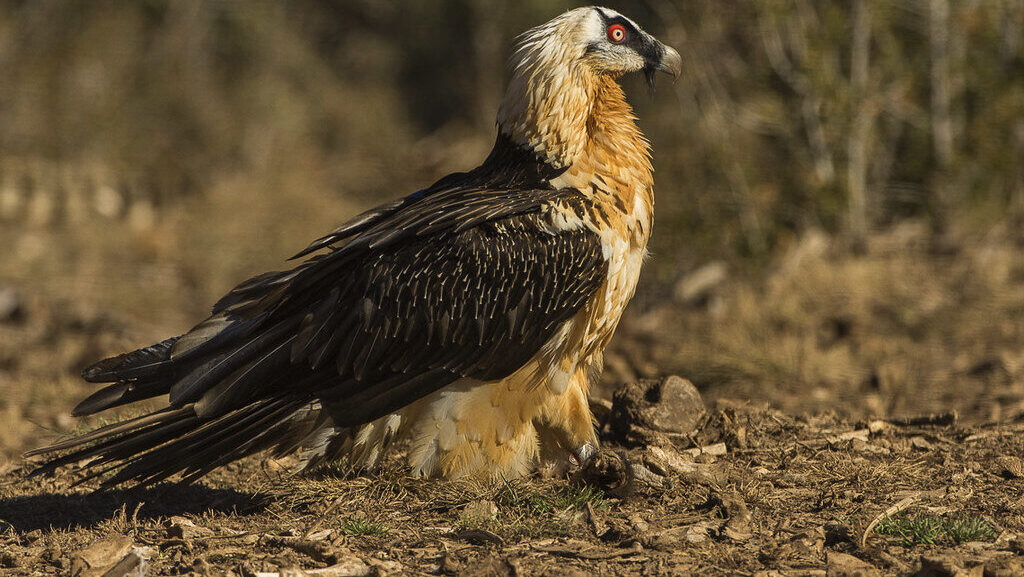 Bearded Vulture standing on dry, soily ground