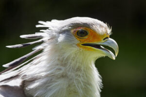 A secretary bird with a white head and orange face.
