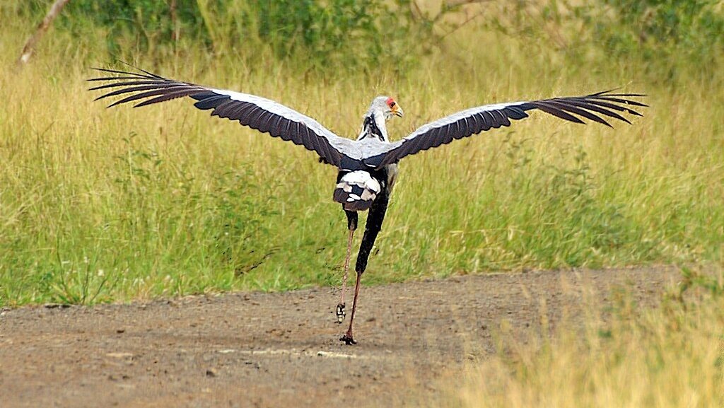 A Secretary Bird runs with wings spread, displaying its impressive size.
