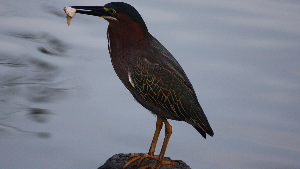 Green Heron perched on rock in water holding a piece of bread in its beak