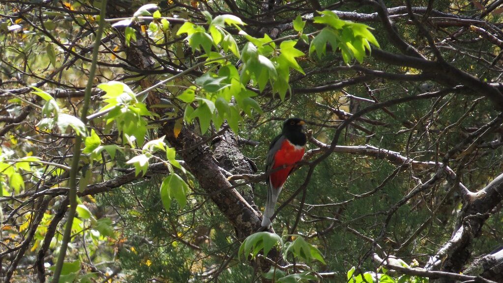 Elegant trogon bird perched in an Arizona forest habitat